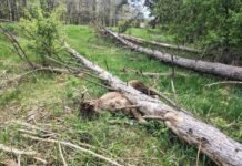 На Чернігівщині внаслідок негоди та вітролому загинув лось: придавило деревом