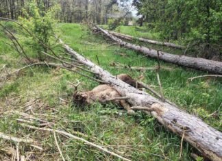 На Чернігівщині внаслідок негоди та вітролому загинув лось: придавило деревом