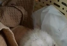 Птахи та звірі з пожеж й інших небезпек на Чернігівщині: коли їх можна підбирати в природі