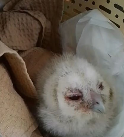 Птахи та звірі з пожеж й інших небезпек на Чернігівщині: коли їх можна підбирати в природі