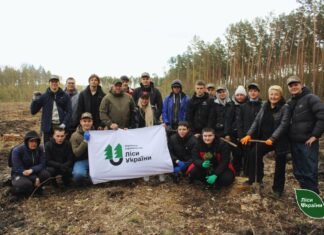Сосна звичайна та береза повисла: на Чернігівщині висадили понад 2 га нового лісу
