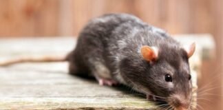 На Чернігівщині зафіксували перший випадок підозри на лептоспіроз у 2026 році