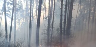 129 км захисних смуг: на Чернігівщині продовжують боротися з масштабною лісовою пожежею