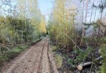 На Чернігівщині локалізували масштабну лісову пожежу площею майже 5800 гектарів