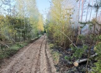 На Чернігівщині локалізували масштабну лісову пожежу площею майже 5800 гектарів