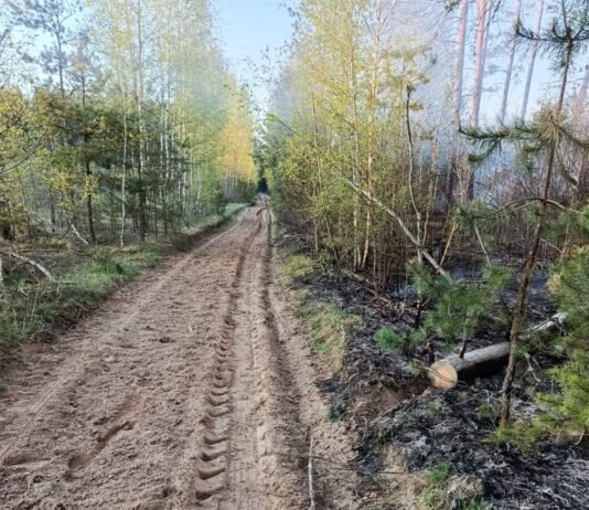 На Чернігівщині локалізували масштабну лісову пожежу площею майже 5800 гектарів
