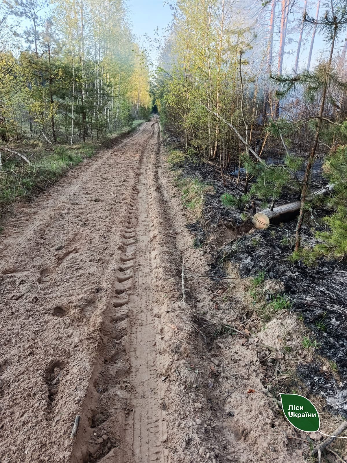 На Чернігівщині локалізували масштабну лісову пожежу площею майже 5800 гектарів
