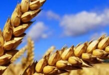 Понад 27 тисяч гривень: скільки заробляють аграрії на Чернігівщині