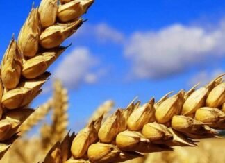 Понад 27 тисяч гривень: скільки заробляють аграрії на Чернігівщині