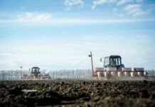 Кукурудза лідирує: на Чернігівщині засіяли майже 386 тисяч гектарів