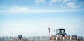 Кукурудза лідирує: на Чернігівщині засіяли майже 386 тисяч гектарів