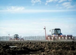 Кукурудза лідирує: на Чернігівщині засіяли майже 386 тисяч гектарів
