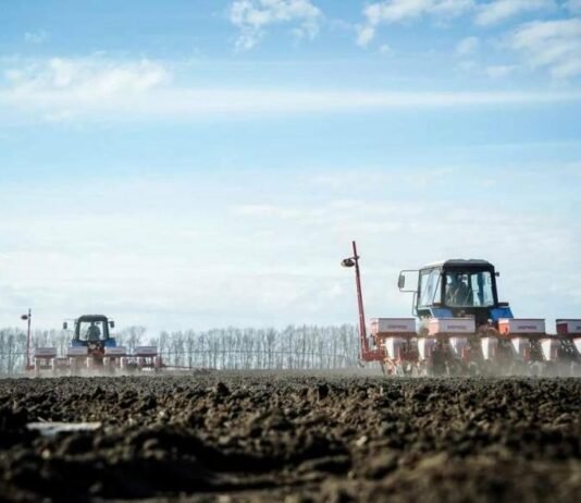 Кукурудза лідирує: на Чернігівщині засіяли майже 386 тисяч гектарів