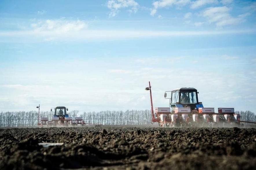 Кукурудза лідирує: на Чернігівщині засіяли майже 386 тисяч гектарів
