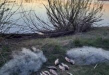 На Чернігівщині браконьєр наловив риби на понад 54 тисячі гривень