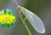 На Чернігівщині живе комаха, яка може знищити сотні шкідників без жодної хімії