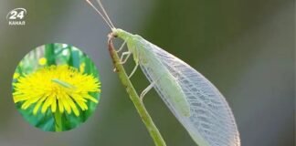На Чернігівщині живе комаха, яка може знищити сотні шкідників без жодної хімії