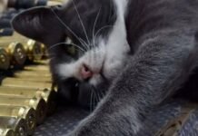 Чотирилапі захисники: Генштаб поділився світлинами тварин на фронті