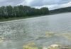 На Чернігівщині зафіксовано мор риби (Фото)