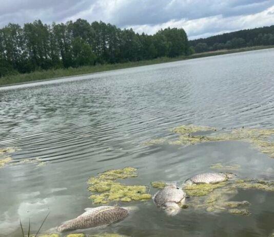 На Чернігівщині зафіксовано мор риби (Фото)