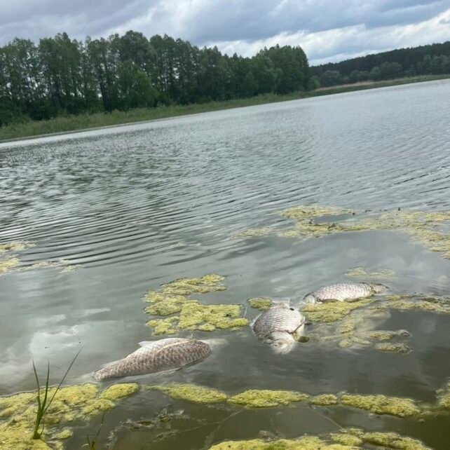 На Чернігівщині зафіксовано мор риби (Фото)