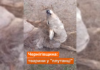 На Чернігівщині козуля заплуталась у прикордонних дротах: тварину врятували єгері