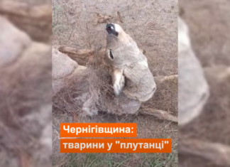 На Чернігівщині козуля заплуталась у прикордонних дротах: тварину врятували єгері