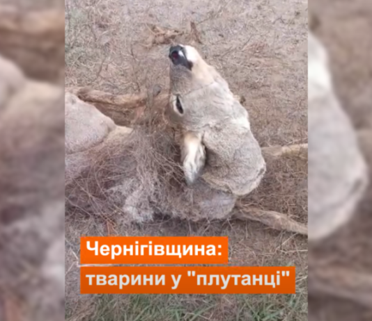На Чернігівщині козуля заплуталась у прикордонних дротах: тварину врятували єгері