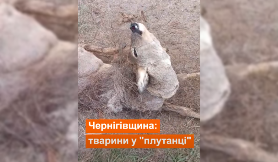 На Чернігівщині козуля заплуталась у прикордонних дротах: тварину врятували єгері