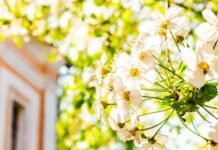 Травневе тепло до +30° зміниться похолоданням на Чернігівщині