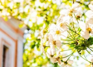 Травневе тепло до +30° зміниться похолоданням на Чернігівщині