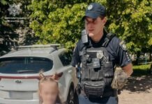 У Чернігові 6-річна дівчинка загубилася дорогою до дитячого садка