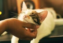 Кошкам не нравится, как люди гладят их: что мы делаем не так