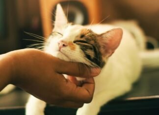 Кошкам не нравится, как люди гладят их: что мы делаем не так