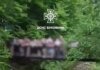 На Буковині під групою дітей обвалився міст під час екскурсії, є постраждалі