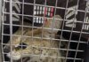У Києві сервал випав з вікна сьомого поверху, його шпиталізували