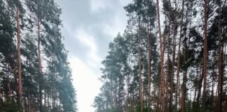 На Чернігівщині завершили капітальний ремонт лісової дороги протяжністю майже 3 км