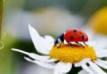 Спекотніше і сухіше: якою буде погода на Чернігівщині у липні