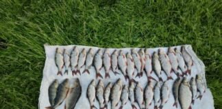Незаконний вилов риби на Чернігівщині: у браконьєрів конфіскували човен і авто
