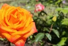 У саду Коцюбинського у Чернігові розквітають троянди