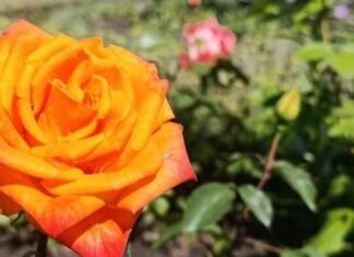 У саду Коцюбинського у Чернігові розквітають троянди