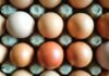 Почему куриные яйца бывают белыми и коричневыми: ответ может удивить (фото)