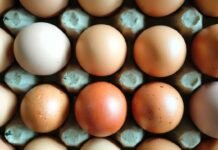 Почему куриные яйца бывают белыми и коричневыми: ответ может удивить (фото)