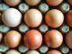 Почему куриные яйца бывают белыми и коричневыми: ответ может удивить (фото)