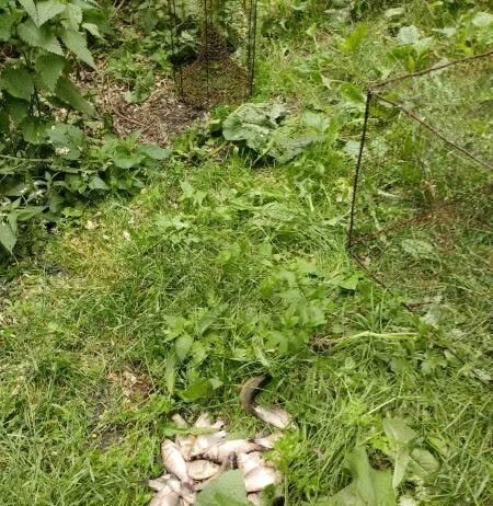 46 карасів і понад 72 тисячі гривень збитків: на Чернігівщині спіймали браконьєра