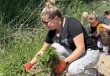 Ворог здоров’ю та екології: у Чернігові ліквідували осередки небезпечної рослини