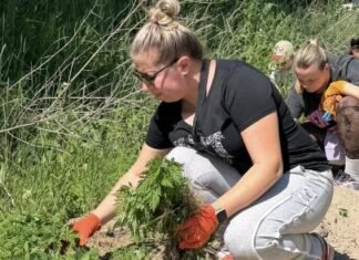 Ворог здоров’ю та екології: у Чернігові ліквідували осередки небезпечної рослини
