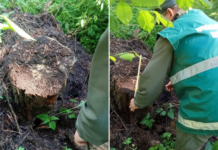 На Чернігівщині в нацпарку незаконно вирубали дерева: збитки перевищили 350 тисяч гривень