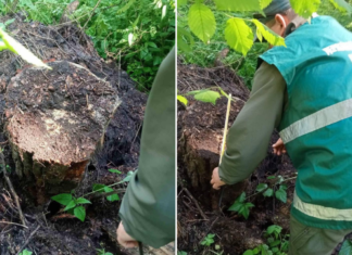 На Чернігівщині в нацпарку незаконно вирубали дерева: збитки перевищили 350 тисяч гривень