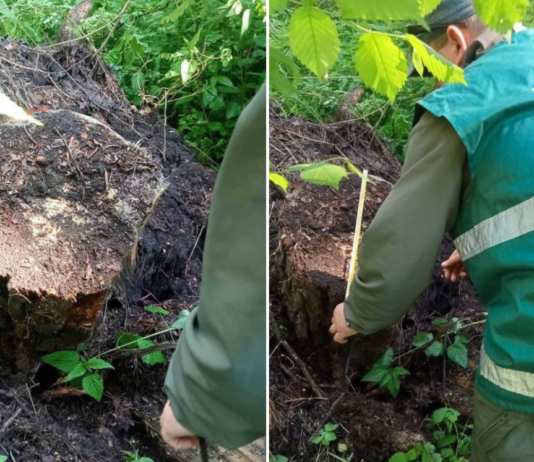 На Чернігівщині в нацпарку незаконно вирубали дерева: збитки перевищили 350 тисяч гривень
